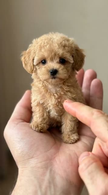 Palm Puppy